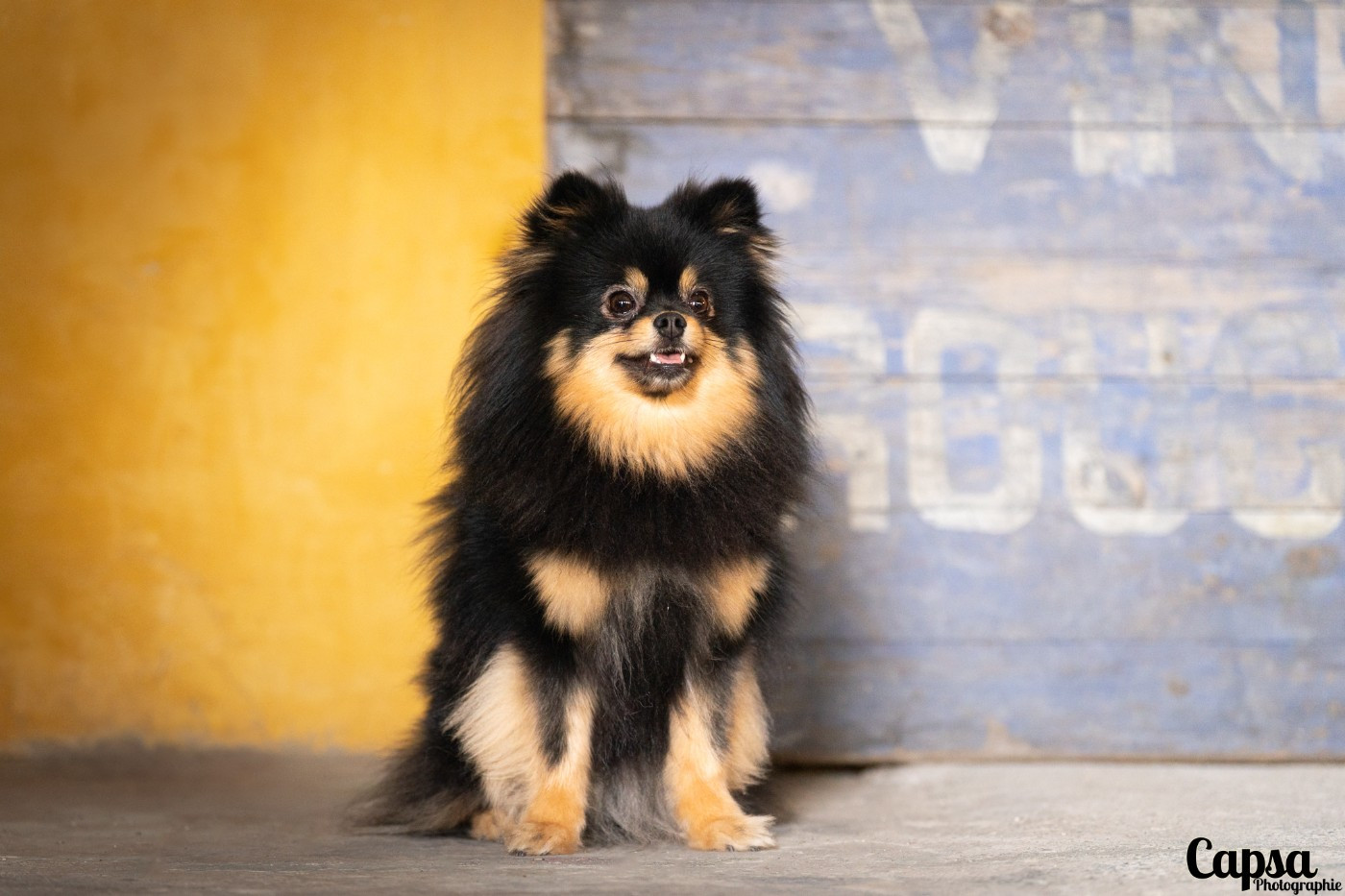 Stella Du Baiser Volé