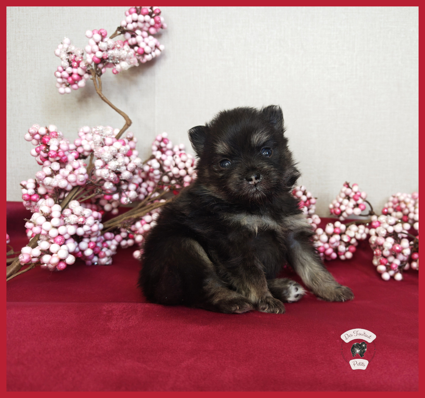 Des Tou'tout Petits - Chiots disponibles - Spitz allemand