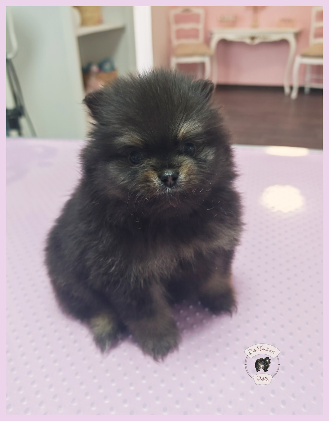 Des Tou'tout Petits - Chiots disponibles - Spitz allemand