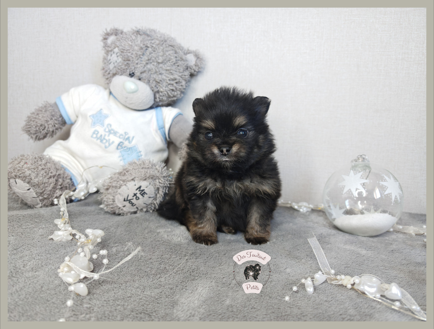 Des Tou'tout Petits - Chiots disponibles - Spitz allemand