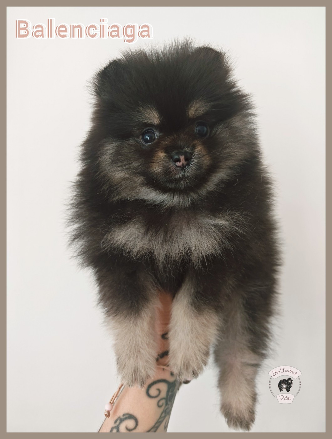 Des Tou'tout Petits - Chiots disponibles - Spitz allemand