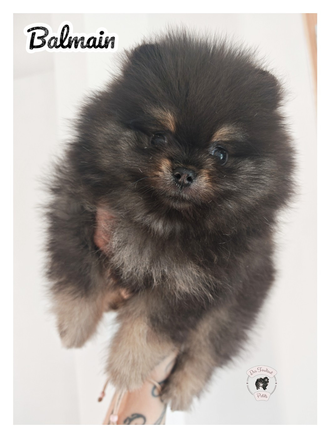 Des Tou'tout Petits - Chiots disponibles - Spitz allemand