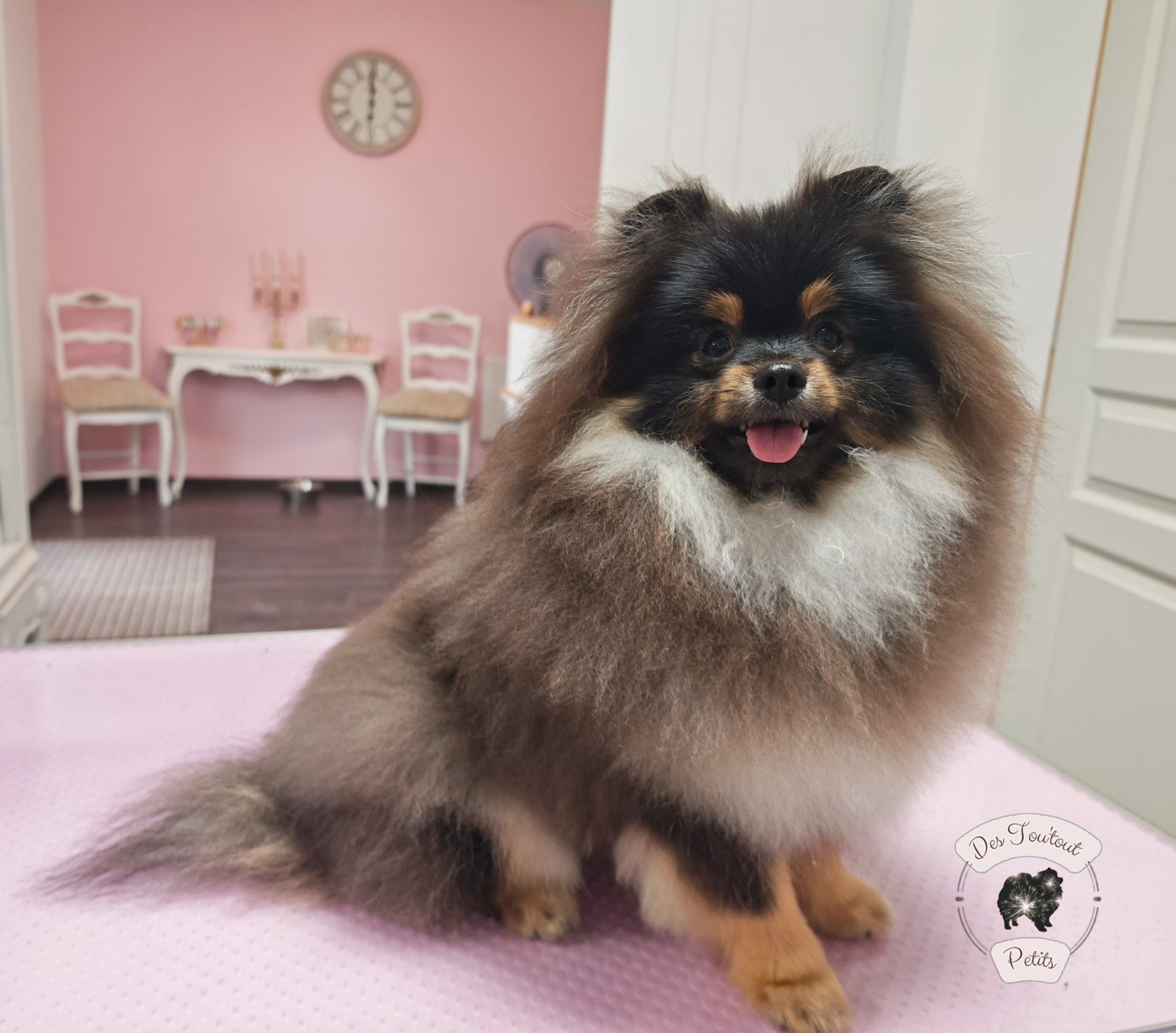 Chiot Spitz allemand Des Tou'tout Petits