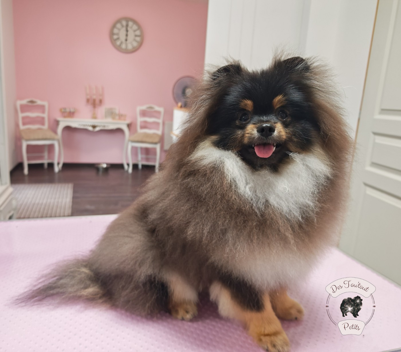 Des Tou'tout Petits - Chiots disponibles - Spitz allemand